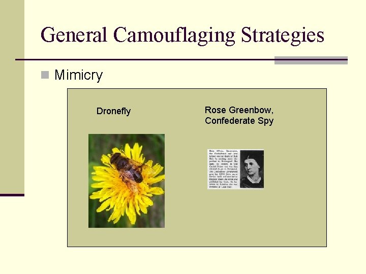 General Camouflaging Strategies n Mimicry Dronefly Rose Greenbow, Confederate Spy 