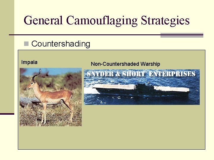 General Camouflaging Strategies n Countershading Impala Non-Countershaded Warship 