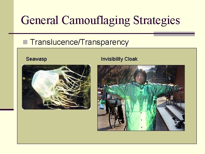 General Camouflaging Strategies n Translucence/Transparency Seawasp Invisibility Cloak 