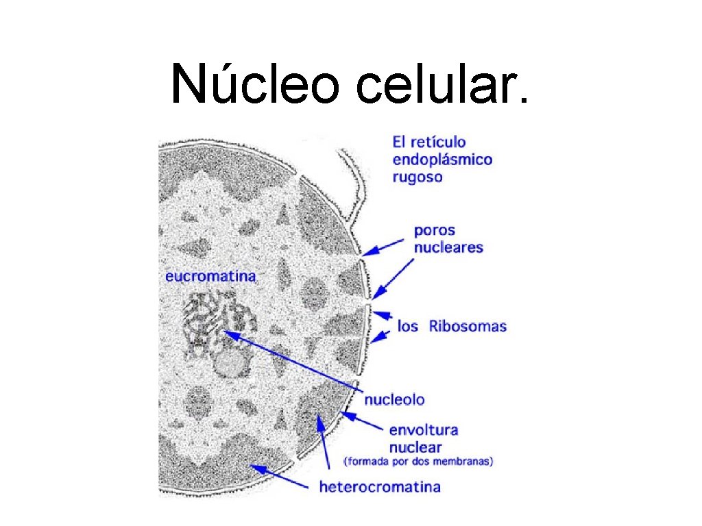 Núcleo celular. 