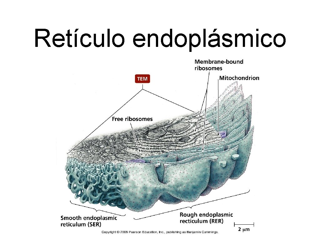 Retículo endoplásmico 
