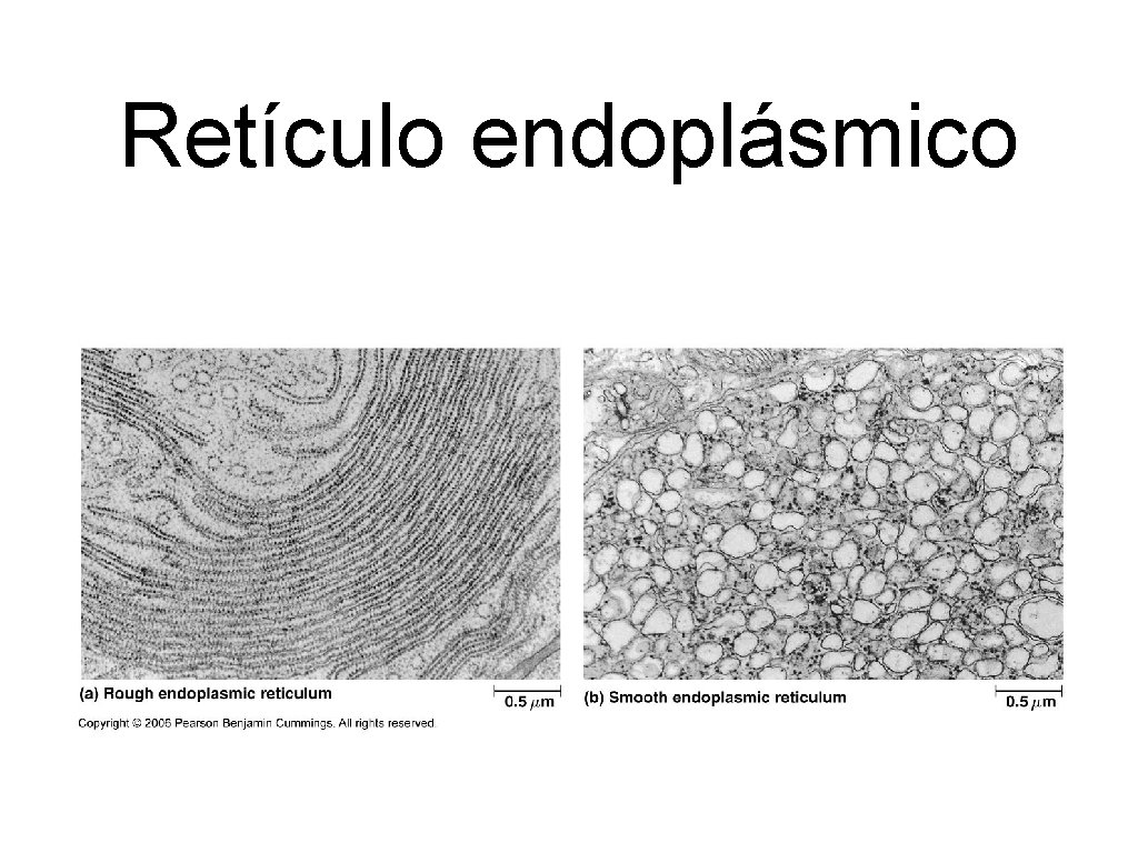 Retículo endoplásmico 