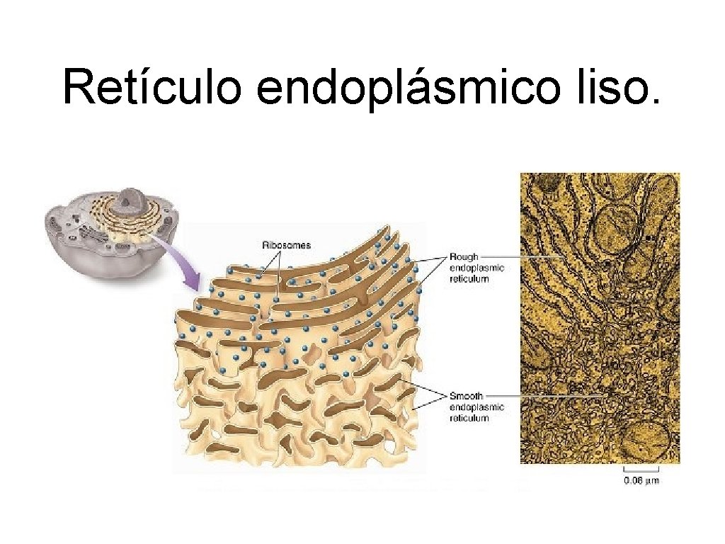 Retículo endoplásmico liso. 