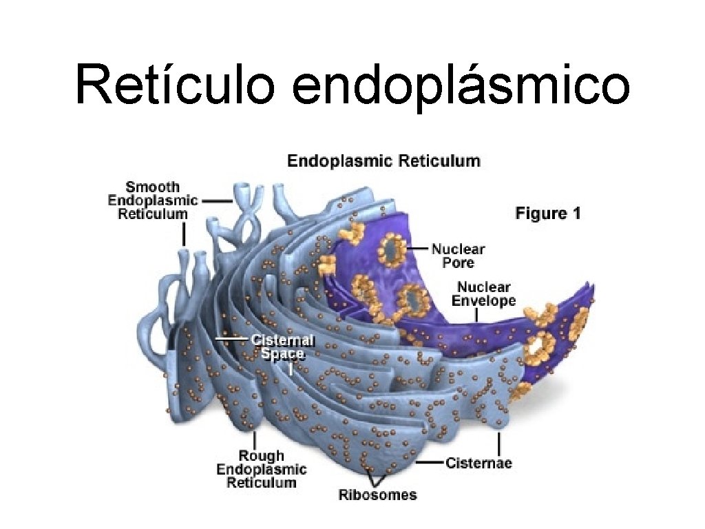 Retículo endoplásmico 