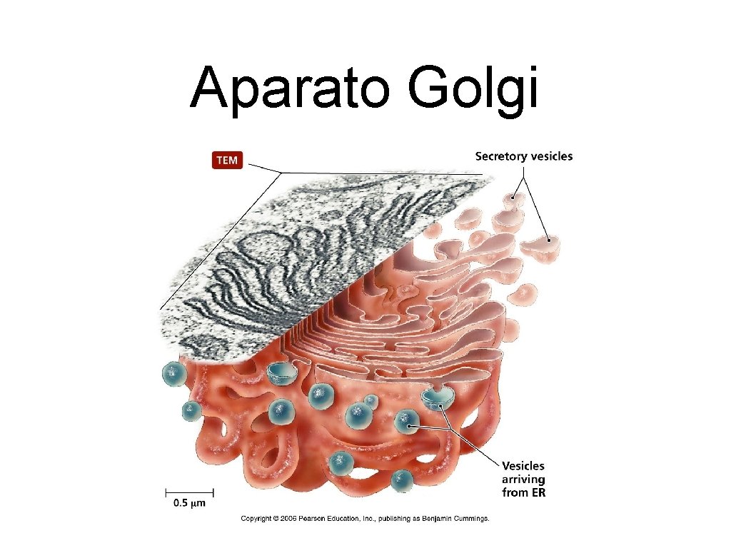 Aparato Golgi 