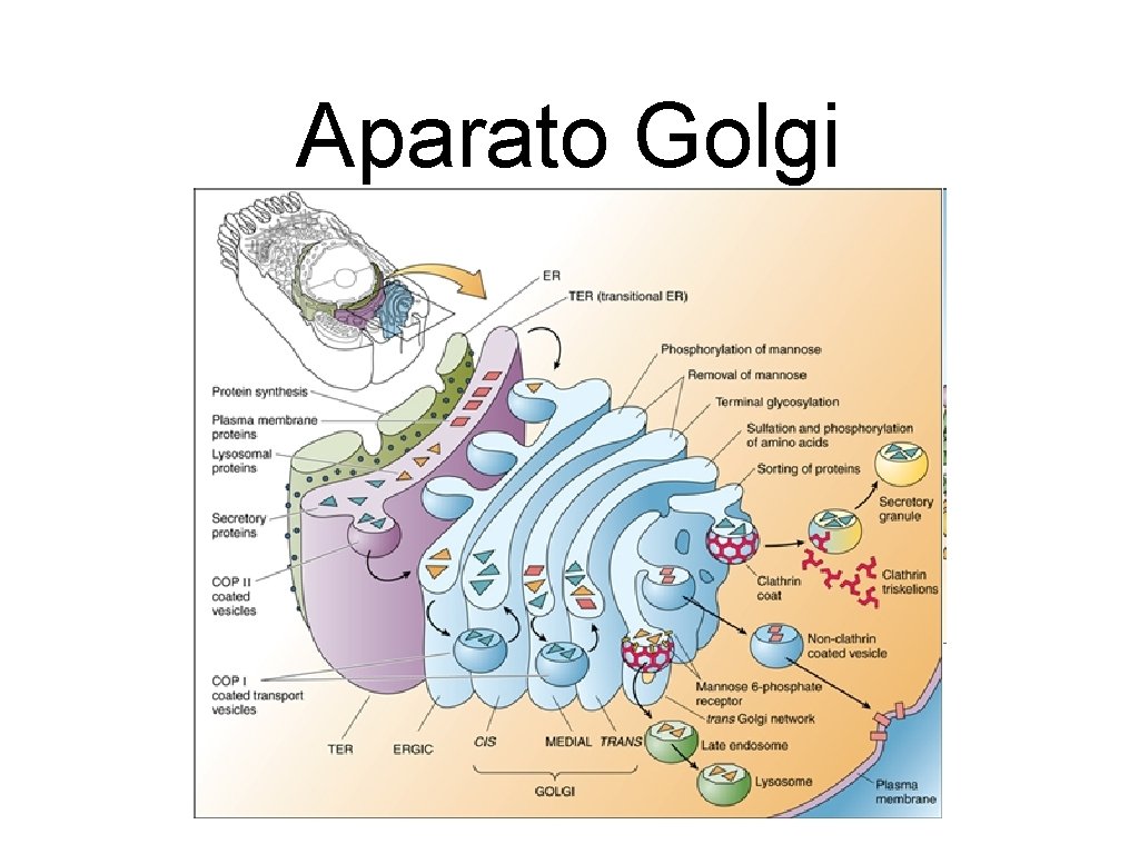 Aparato Golgi 