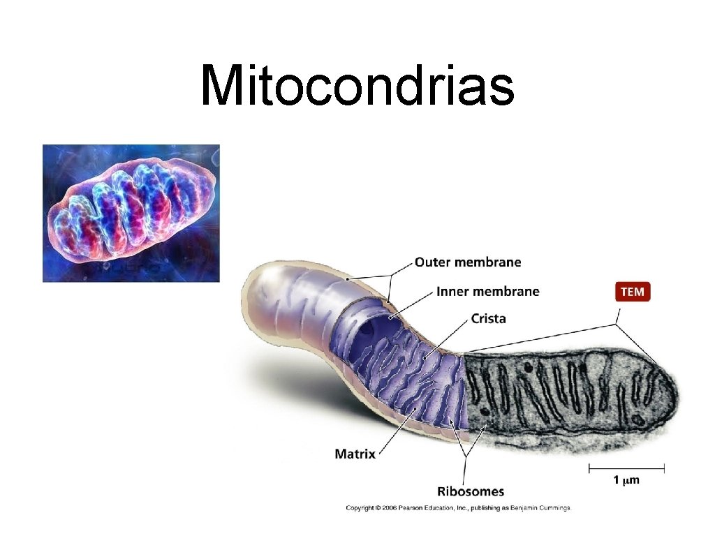 Mitocondrias 