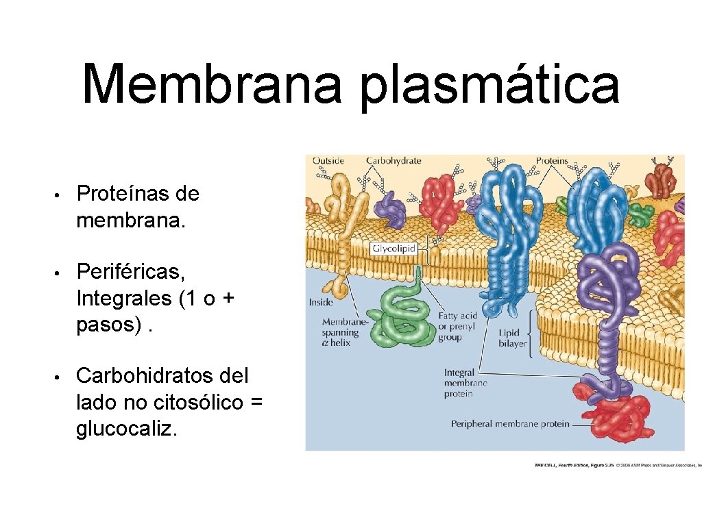 Membrana plasmática • Proteínas de membrana. • Periféricas, Integrales (1 o + pasos). •