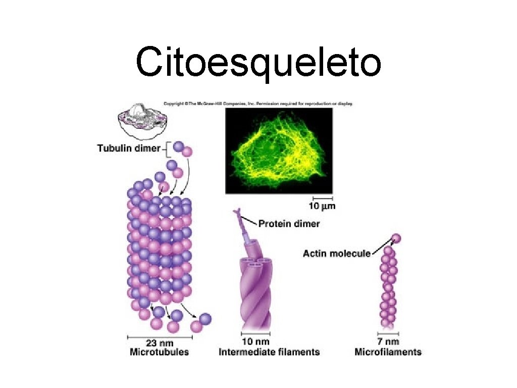 Citoesqueleto 