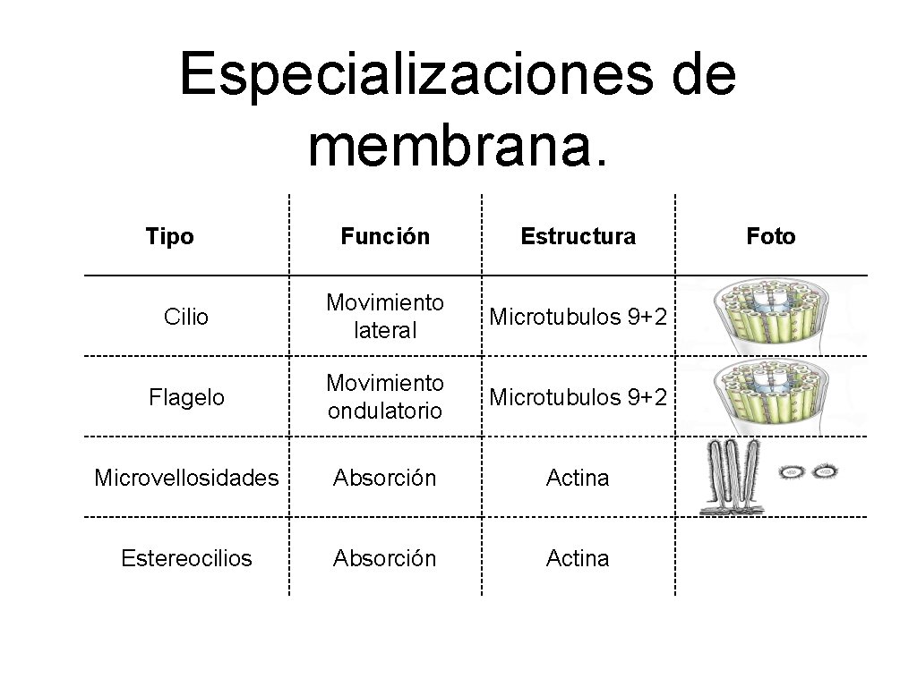 Especializaciones de membrana. Tipo Función Estructura Cilio Movimiento lateral Microtubulos 9+2 Flagelo Movimiento ondulatorio