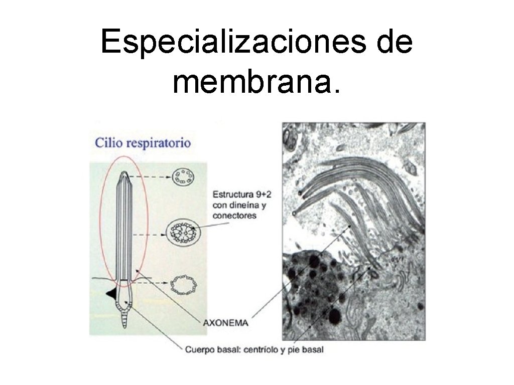 Especializaciones de membrana. 