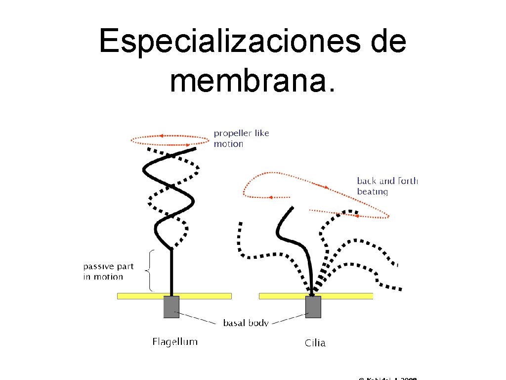 Especializaciones de membrana. 