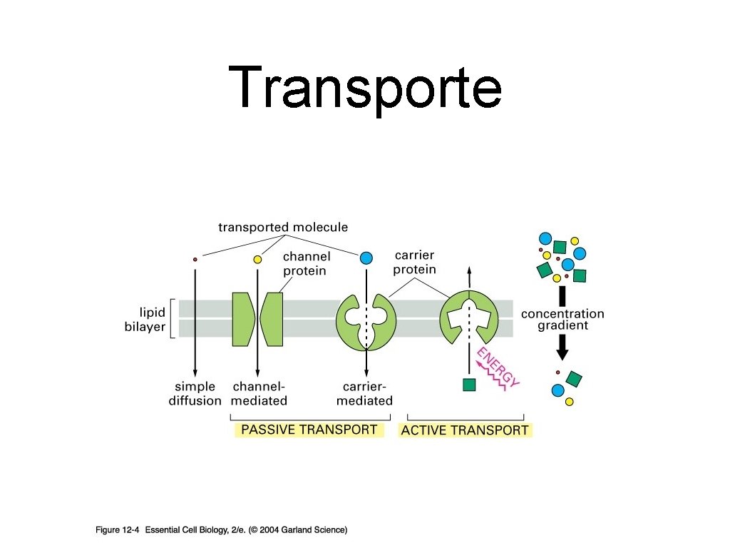 Transporte 