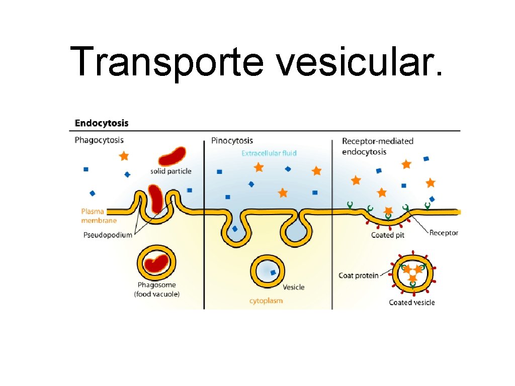 Transporte vesicular. 