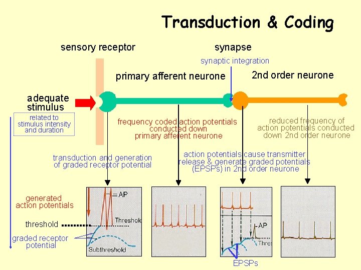 Transduction & Coding sensory receptor synapse synaptic integration 2 nd order neurone primary afferent