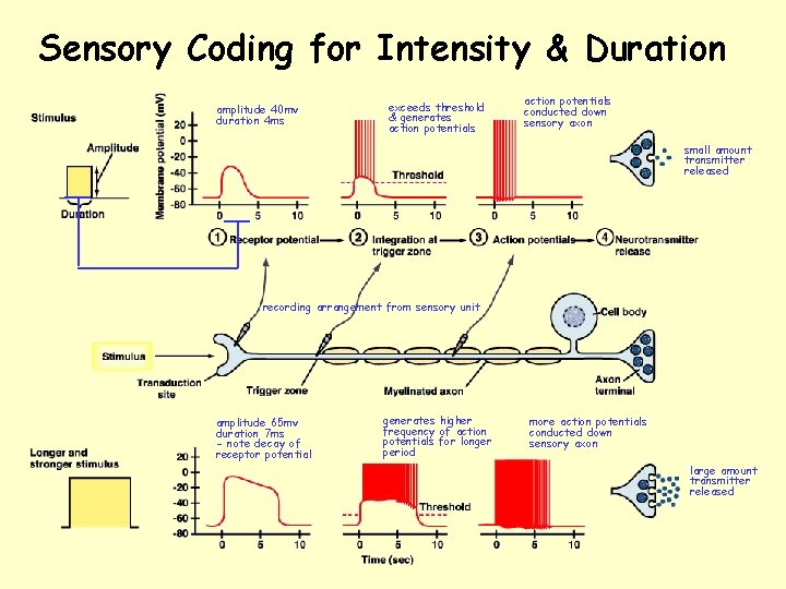 Sensory Coding for Intensity & Duration amplitude 40 mv duration 4 ms exceeds threshold