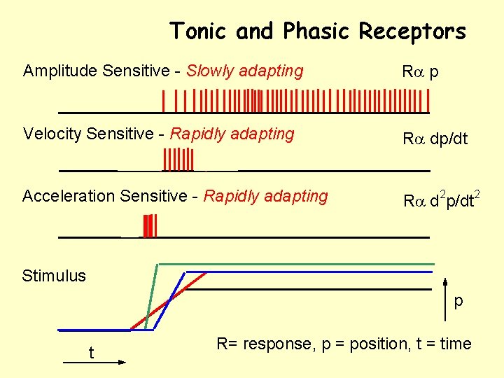 Tonic and Phasic Receptors Amplitude Sensitive - Slowly adapting Ra p Velocity Sensitive -