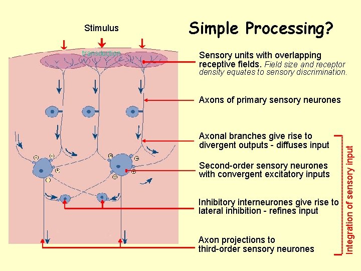 transduction Simple Processing? Sensory units with overlapping receptive fields. Field size and receptor density