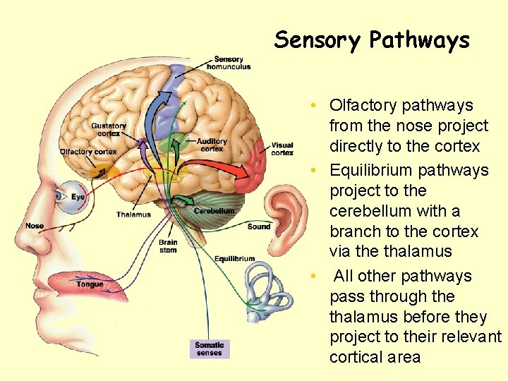 Sensory Pathways • Olfactory pathways from the nose project directly to the cortex •