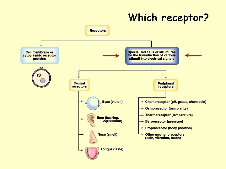 Which receptor? 