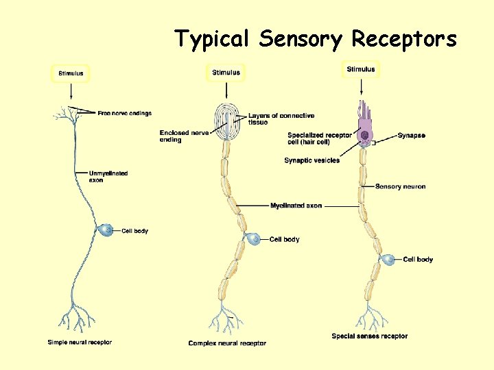 Typical Sensory Receptors 