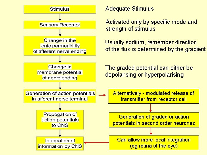 Adequate Stimulus Activated only by specific mode and strength of stimulus Usually sodium, remember