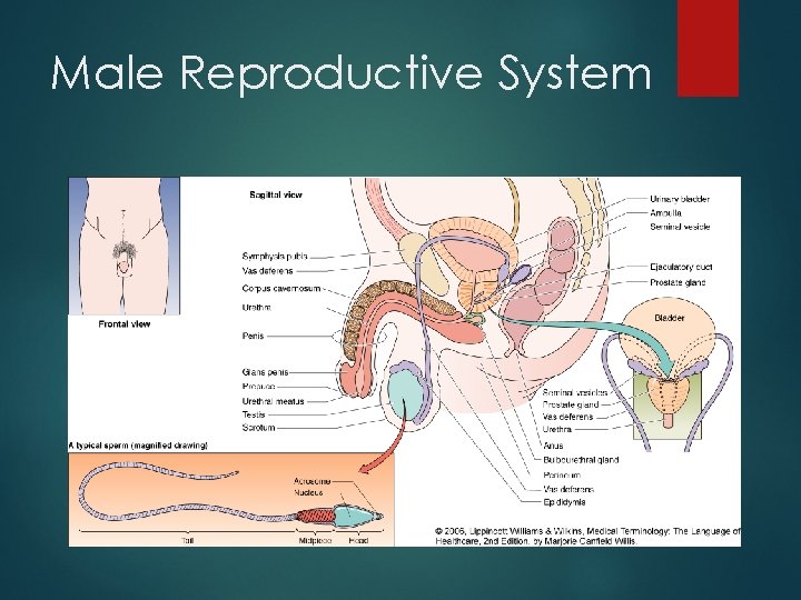 Male Reproductive System 