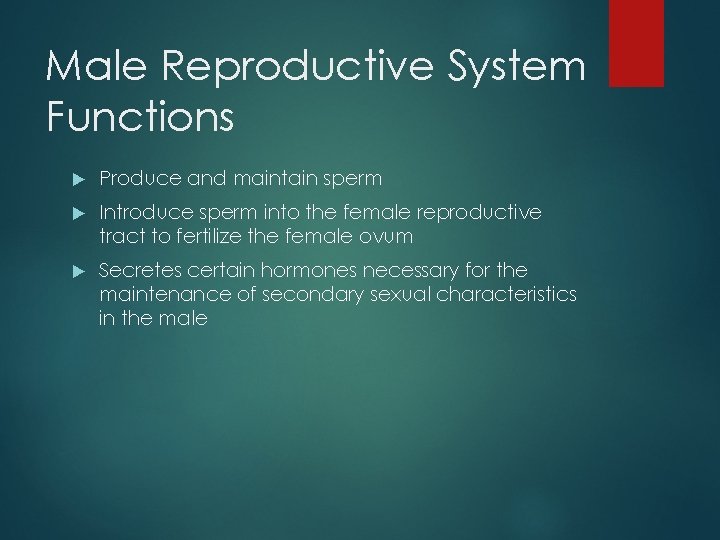 Male Reproductive System Functions Produce and maintain sperm Introduce sperm into the female reproductive