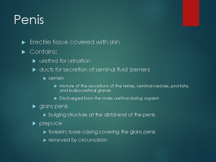 Penis Erectile tissue covered with skin Contains: urethra for urination ducts for secretion of