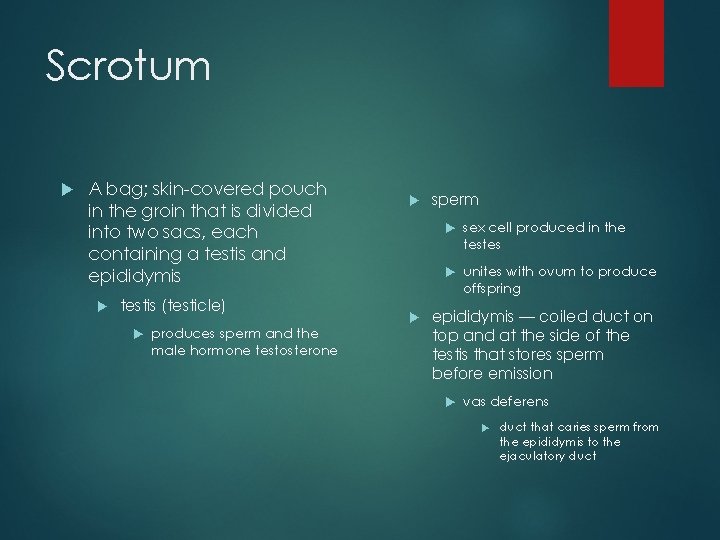 Scrotum A bag; skin-covered pouch in the groin that is divided into two sacs,