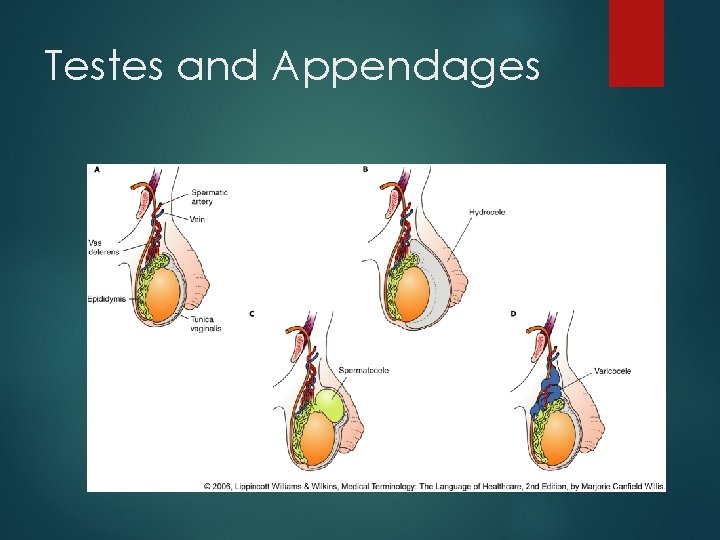 Testes and Appendages 