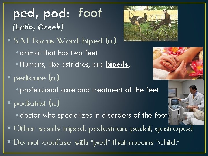 ped, pod: foot (Latin, Greek) • SAT Focus Word: biped (n. ) • animal
