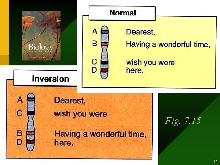 Fig. 7. 15 生態學 2003 Chap. 2 Genetics and Ecology 14 