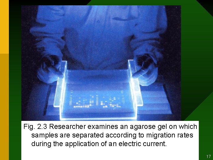 Fig. 2. 3 Researcher examines an agarose gel on which samples are separated according