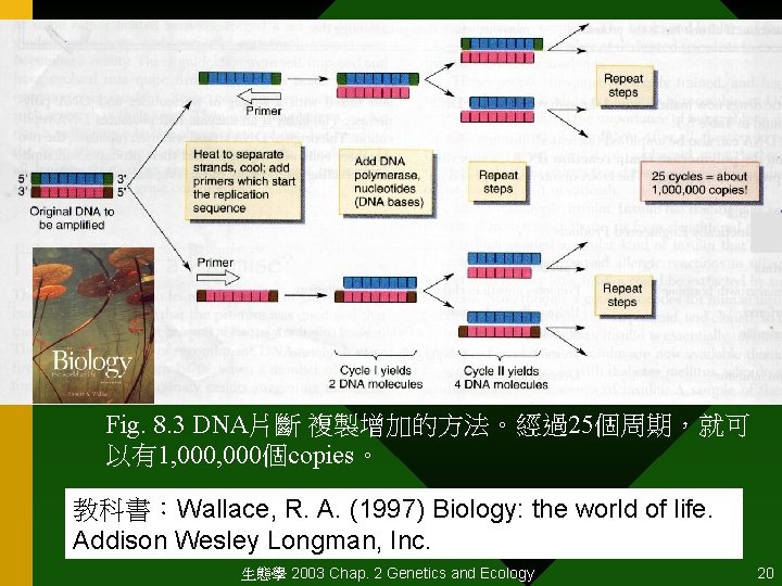 Fig. 8. 3 DNA片斷 複製增加的方法。經過25個周期，就可 以有1, 000個copies。 教科書：Wallace, R. A. (1997) Biology: the world