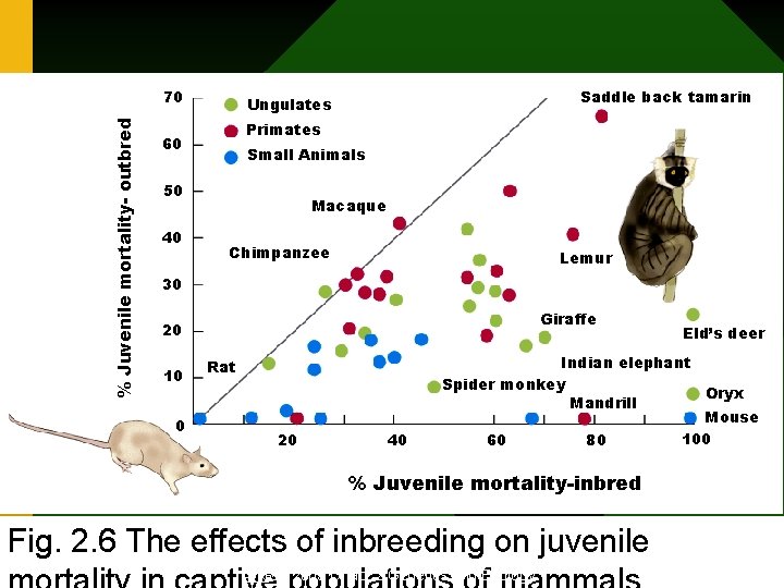% Juvenile mortality- outbred 70 Primates 60 Small Animals 50 40 Saddle back tamarin