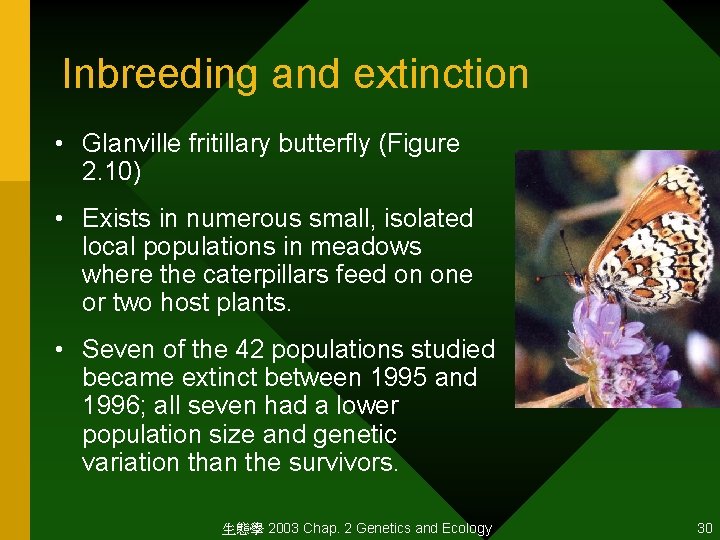 Inbreeding and extinction • Glanville fritillary butterfly (Figure 2. 10) • Exists in numerous