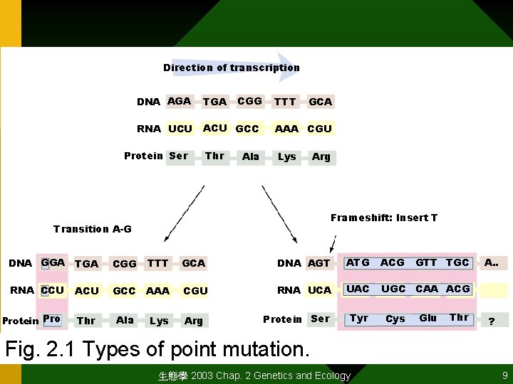 Direction of transcription DNA AGA TGA RNA UCU ACU GCC AAA CGU Thr Lys