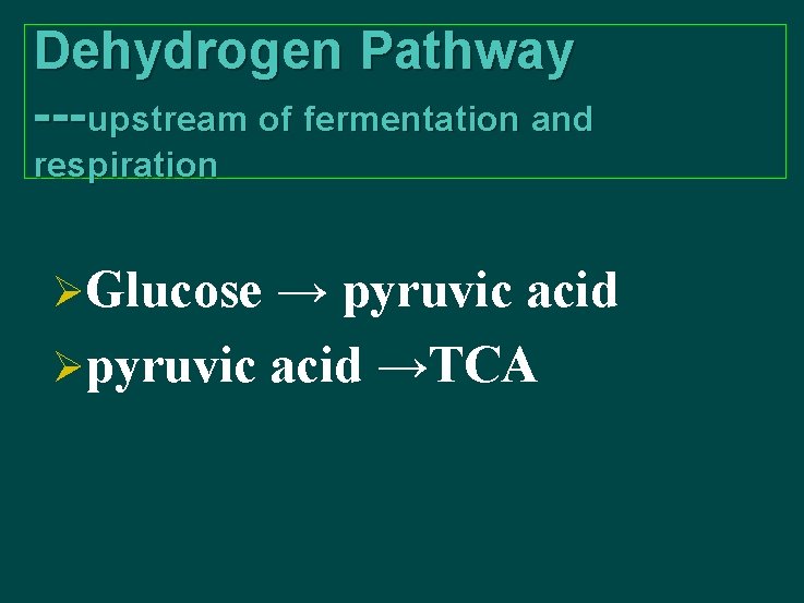 Dehydrogen Pathway ---upstream of fermentation and respiration ØGlucose → pyruvic acid Øpyruvic acid →TCA