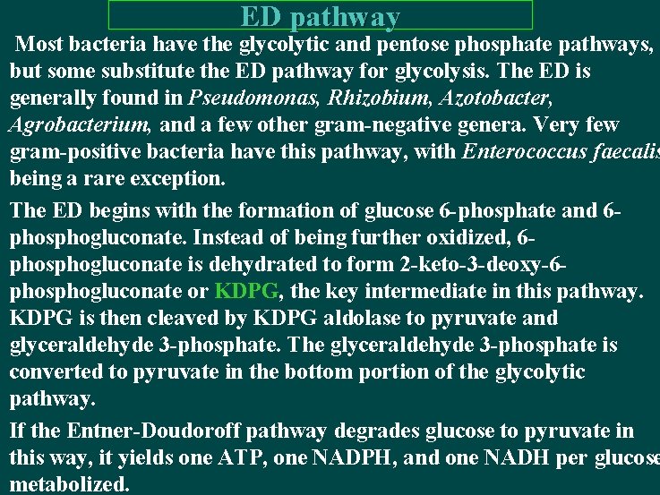 ED pathway Most bacteria have the glycolytic and pentose phosphate pathways, but some substitute