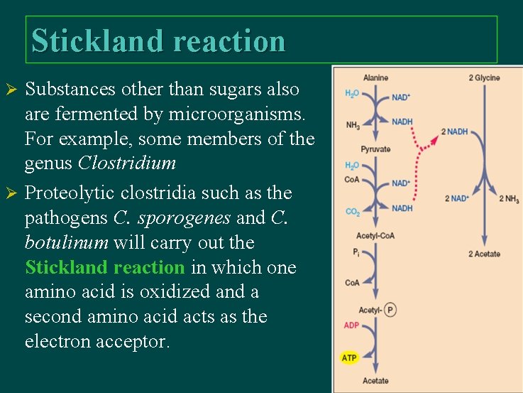 Stickland reaction Substances other than sugars also are fermented by microorganisms. For example, some