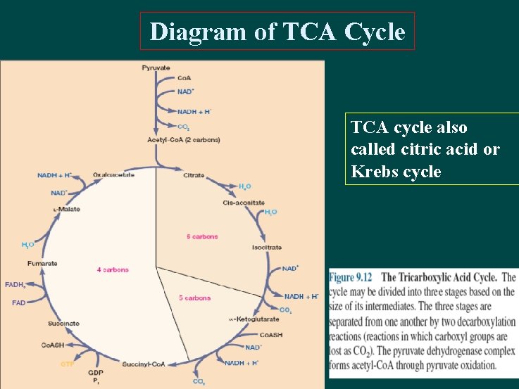 Diagram of TCA Cycle TCA cycle also called citric acid or Krebs cycle 