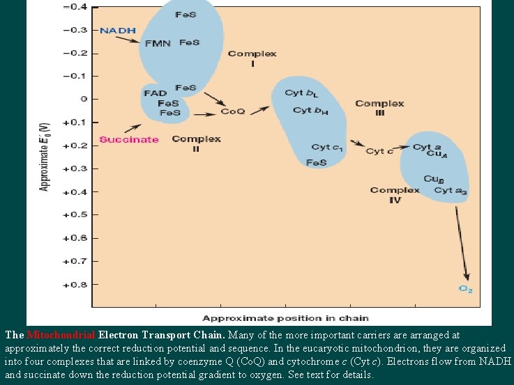 Diagram of RC The Mitochondrial Electron Transport Chain. Many of the more important carriers