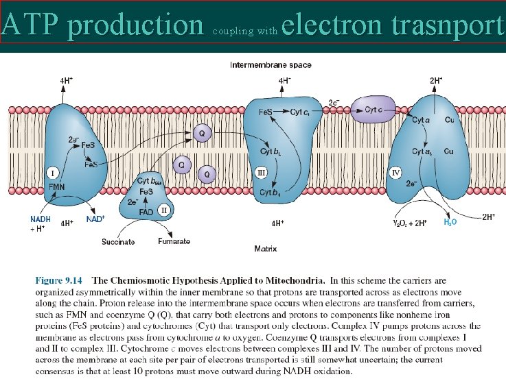ATP production coupling with electron trasnport 