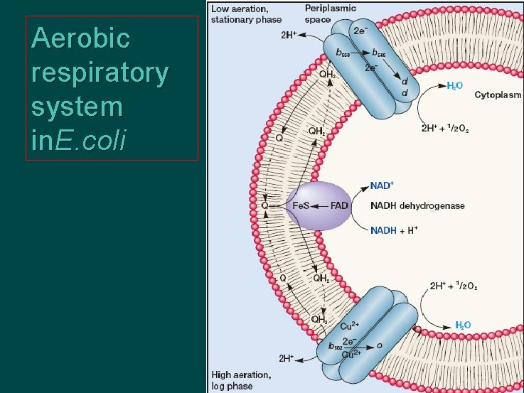 Aerobic respiratory system in. E. coli 