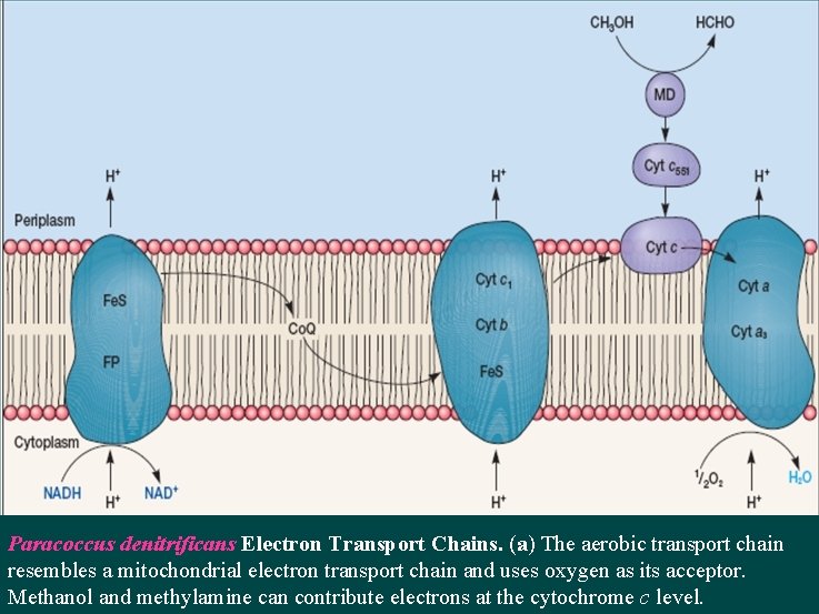 Paracoccus denitrificans Electron Transport Chains. (a) The aerobic transport chain resembles a mitochondrial electron