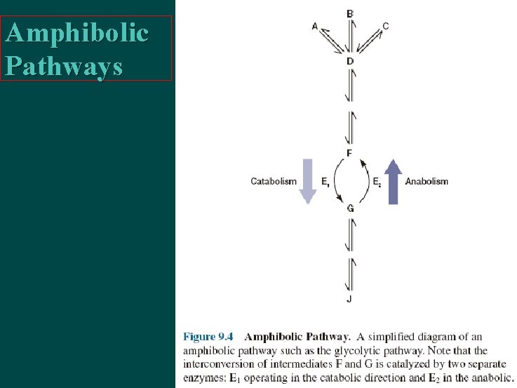 Amphibolic Pathways 
