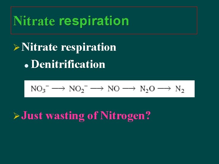 Nitrate respiration Ø Nitrate respiration l Denitrification Ø Just wasting of Nitrogen? 