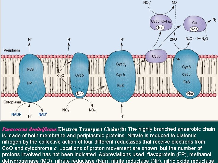 Paracoccus denitrificans Electron Transport Chains(b) The highly branched anaerobic chain is made of both