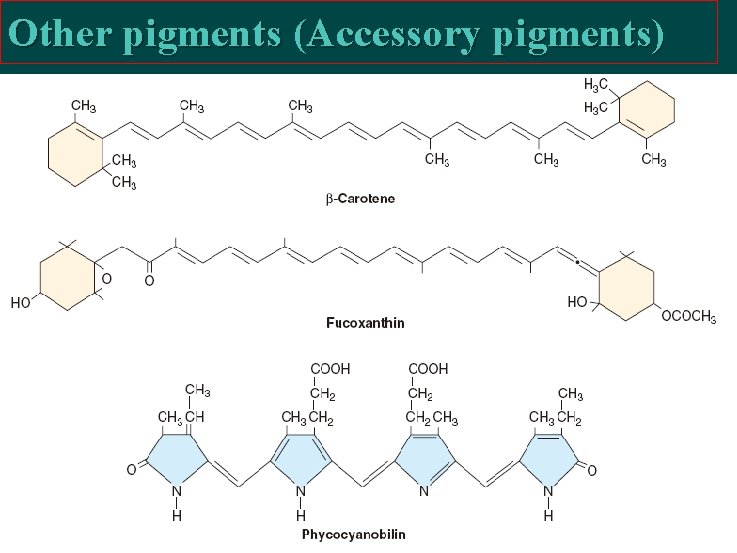 Other pigments (Accessory pigments) 